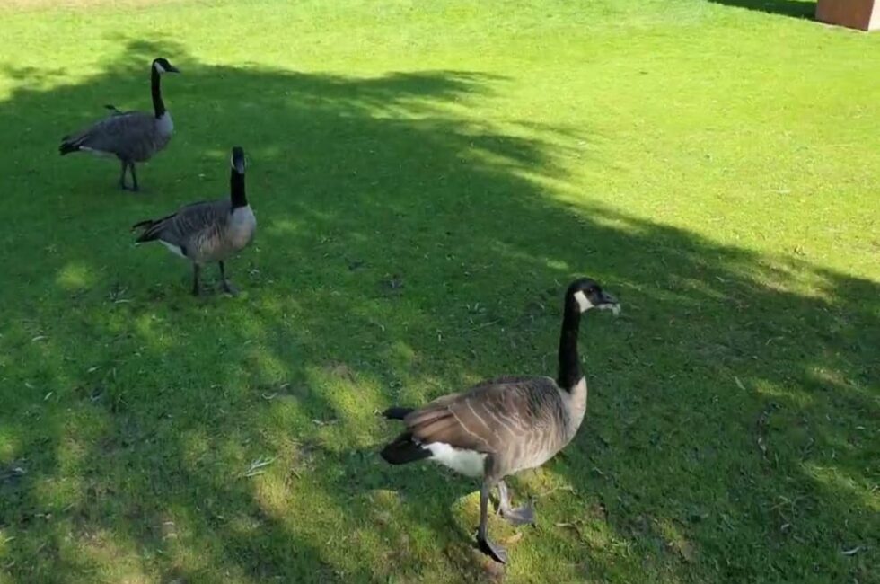 How to Keep Geese Off Your Lawn