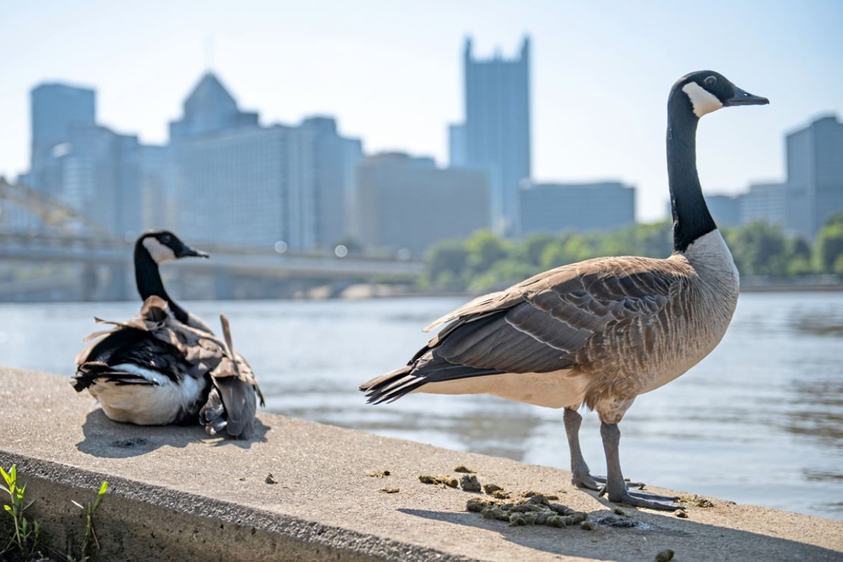 Is Goose Poop Toxic