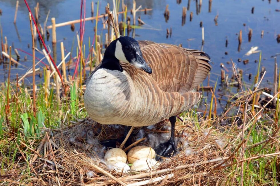 how to prevent geese from nesting in your yard