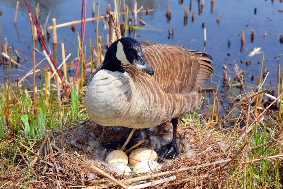 how to prevent geese from nesting in your yard