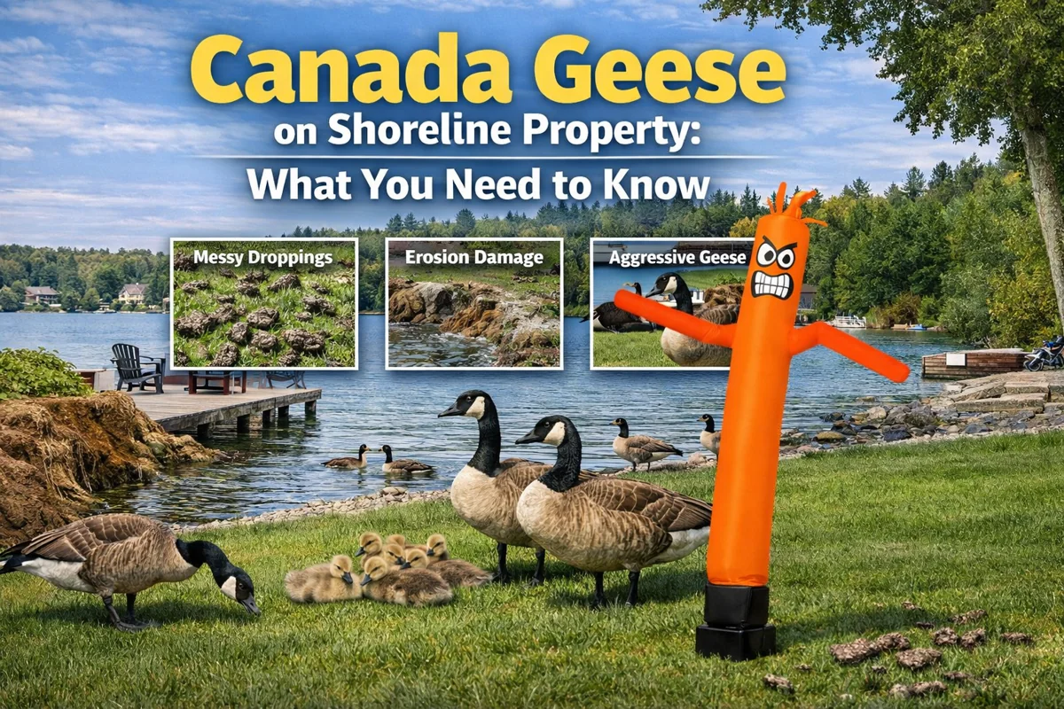 Canada Geese on Shoreline Property